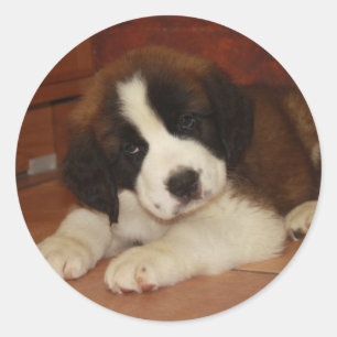 Pegatina Redonda Perrito adorable y dulce de St Bernard
