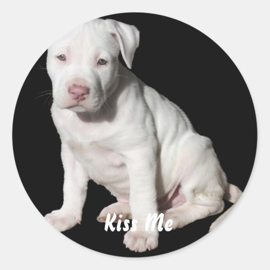 Pegatina Redonda Perrito Blanco De Pitbull Del Bebe Zazzle Es