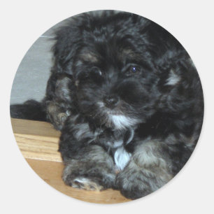 Pegatina Redonda Perrito de Havanese