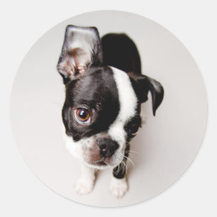 Pegatina Redonda Perrito Edison Boston Terrier.