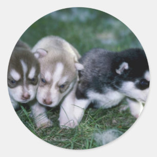 Pegatina Redonda Perritos del husky siberiano, 3 semanas