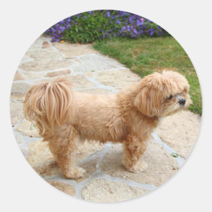 Pegatina Redonda Perro Apso Red Lhasa
