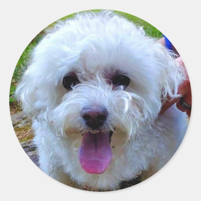 Pegatina Redonda Perro blanco (Anverso)