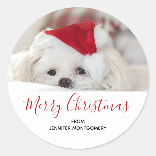 Pegatina Redonda Perro blanco lindo en un Gorra de Navidades rojos (Anverso)