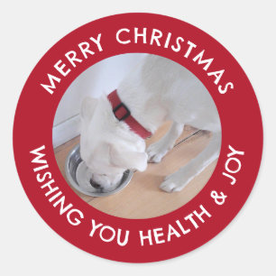 Pegatina Redonda Perro blanco lindo foto saludable Feliz Navidad Ro