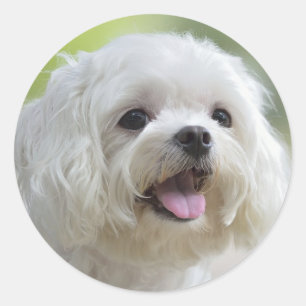 Pegatina Redonda Perro blanco maltés