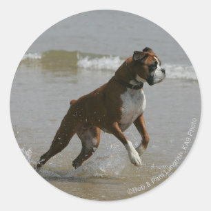 Pegatina Redonda Perro Boxer en el Agua
