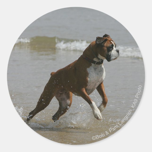 Pegatina Redonda Perro Boxer en el Agua (Anverso)