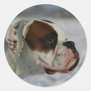 Pegatina Redonda Perro Boxer en la Nieve