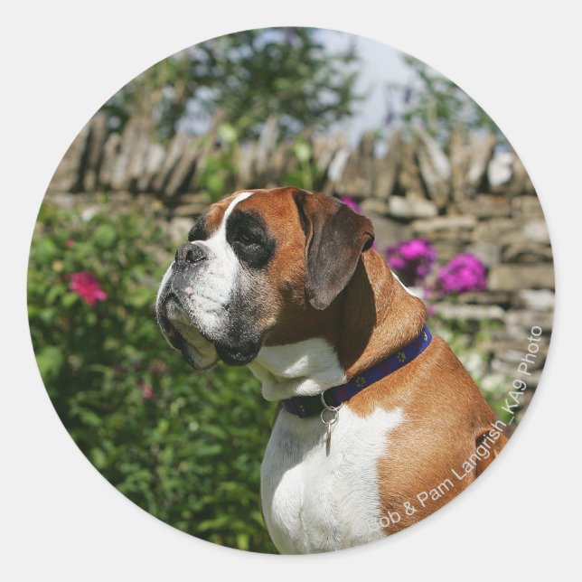 Pegatina Redonda Perro Boxer en las flores (Anverso)