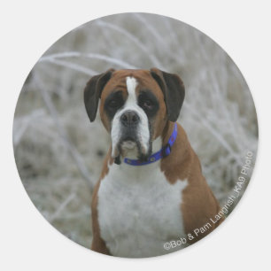 Pegatina Redonda Perro Boxer sentado en la escarcha