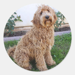 Pegatina Redonda Perro cachorro de Labradoodle