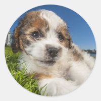 Perro cachorro lindo (Shitzu)