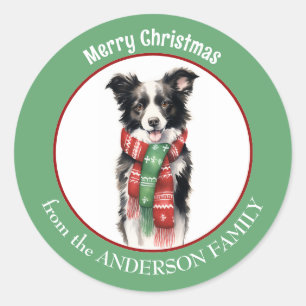 Pegatina Redonda Perro collie en la frontera con bufanda de Navidad