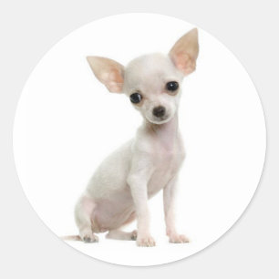 Pegatina Redonda Perro de cachorro lindo Lover Funny Chihuahua