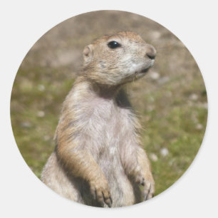 Pegatina Redonda Perro de cola negra