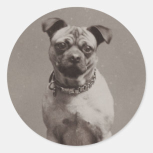 Pegatina Redonda Perro de época