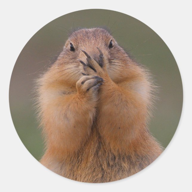 Pegatina Redonda perro de las praderas (Anverso)