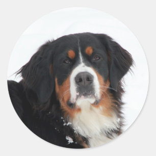 Pegatina Redonda Perro de montaña personalizable Bernese