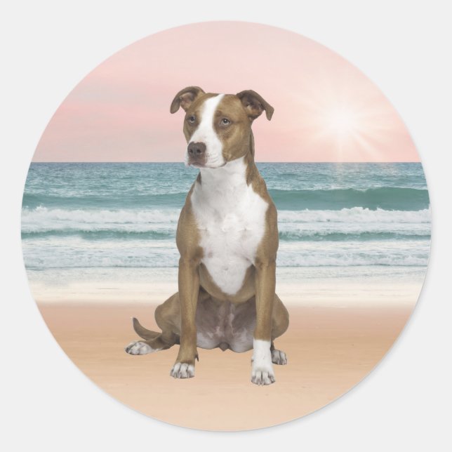 Pegatina Redonda Perro de Pitbull lindo sentado en la playa con pue (Anverso)