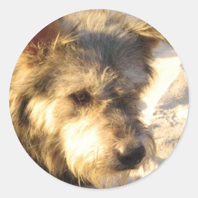 Pegatina Redonda Perro de playa tailandés (Anverso)