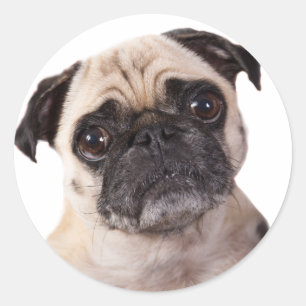 Pegatina Redonda perro de pug lindo