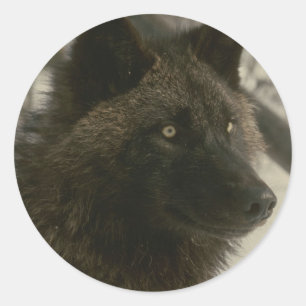 Pegatina Redonda Perro lobo negro