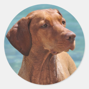 Pegatina Redonda Perro Magyar Vizsla
