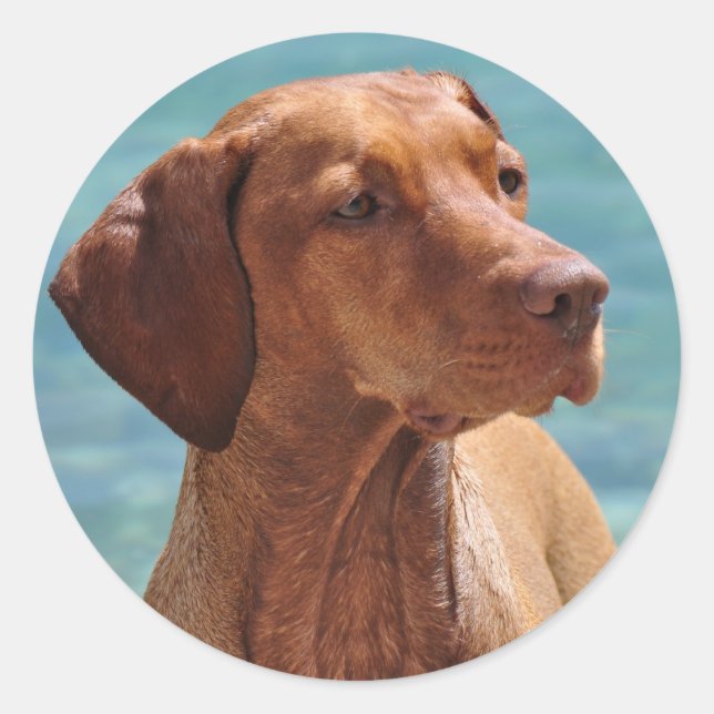 Pegatina Redonda Perro Magyar Vizsla (Anverso)
