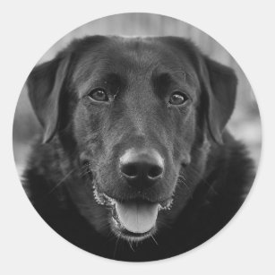 Pegatina Redonda Perro Mascota fotográfico del labrador negro