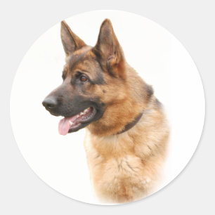 Pegatina Redonda Perro pastor alemán