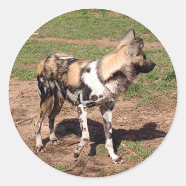 Pegatina Redonda perro salvaje-africano-003 (Anverso)