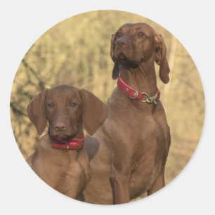 Pegatina Redonda Perros de la colección Vizsla - Cazando límites -