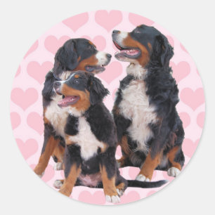 Pegatina Redonda Perros de montaña de Berna con corazones rosas