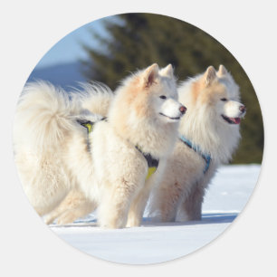 Pegatina Redonda Perros samoyados en la nieve