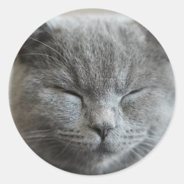 Pegatina Redonda Personalizado Cute Gray Kitty Cat Photo
