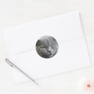 Pegatina Redonda Personalizado Cute Gray Kitty Cat Photo