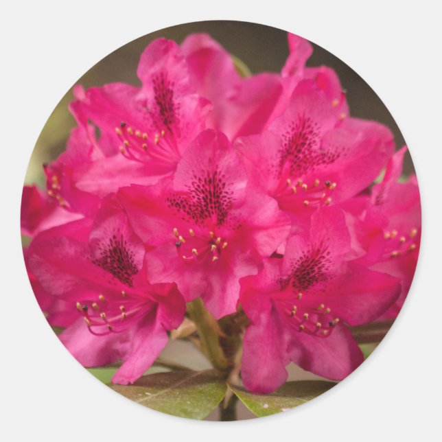 Pegatina Redonda Personalizado de Flores de Rhododendrón Rosado Cal (Anverso)