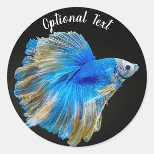 Pegatina Redonda Pescado azul Betta