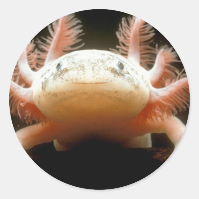 Pegatina Redonda Pescado Caminante Mexicano (Anverso)