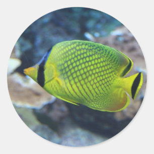 Pegatina Redonda Pescado de neón amarillo