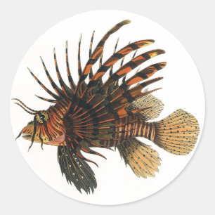 Pegatina Redonda Pescado leonfish vintage, animal marino Ocean Life