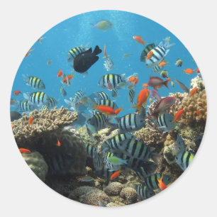 Pegatina Redonda Pescado Stripey