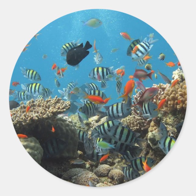 Pegatina Redonda Pescado Stripey (Anverso)