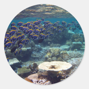 Pegatina Redonda Pescados del cirujano de los azules claros