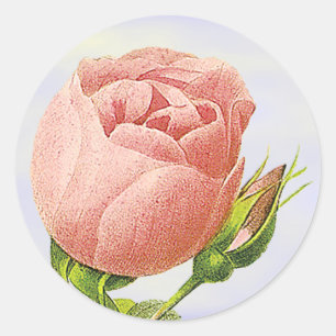 Pegatina Redonda Pétalo de rosa rosa botánica Sticker