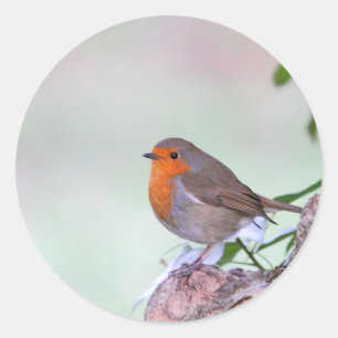 Pegatina Redonda Petirrojo