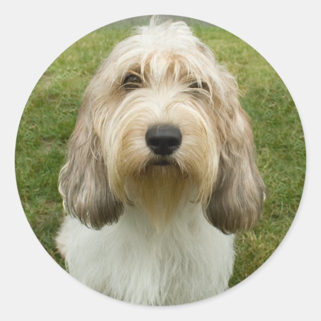 Pegatina Redonda Petit Basette Griffon Vendeen (Anverso)