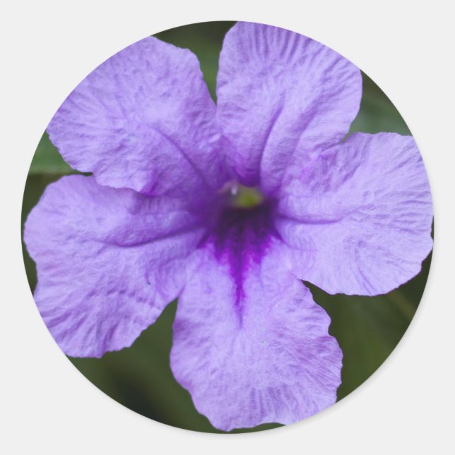 Pegatina Redonda Petunia mexicana con enano morado (Anverso)