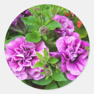 Pegatina Redonda Petunia Tumbelina Julia